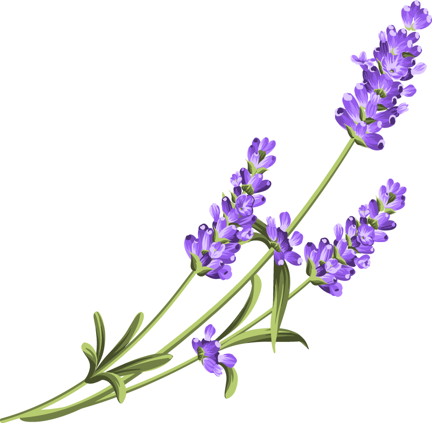 Lavanda